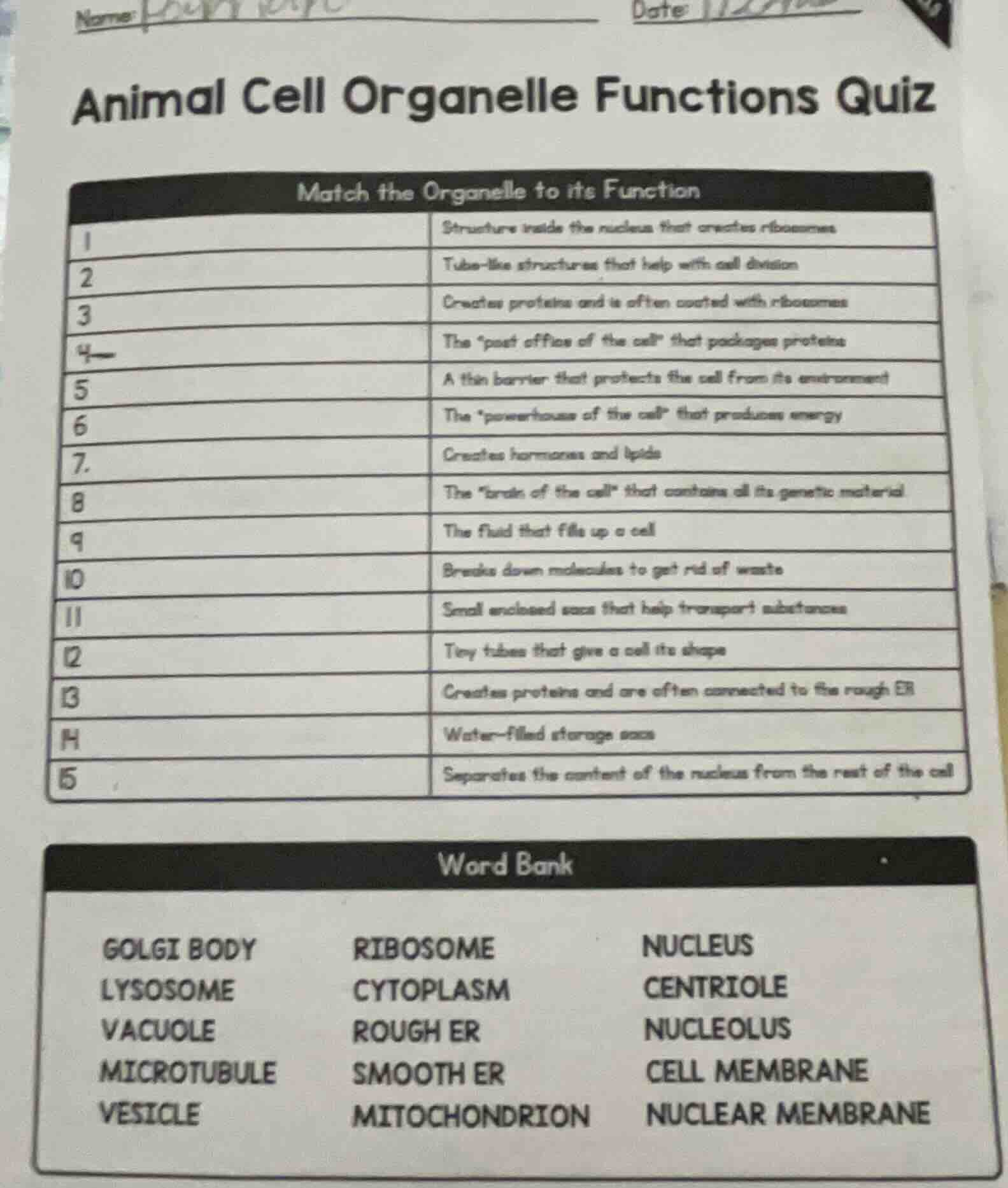 name: date: animal cell organelle functions quiz match the organelle to…