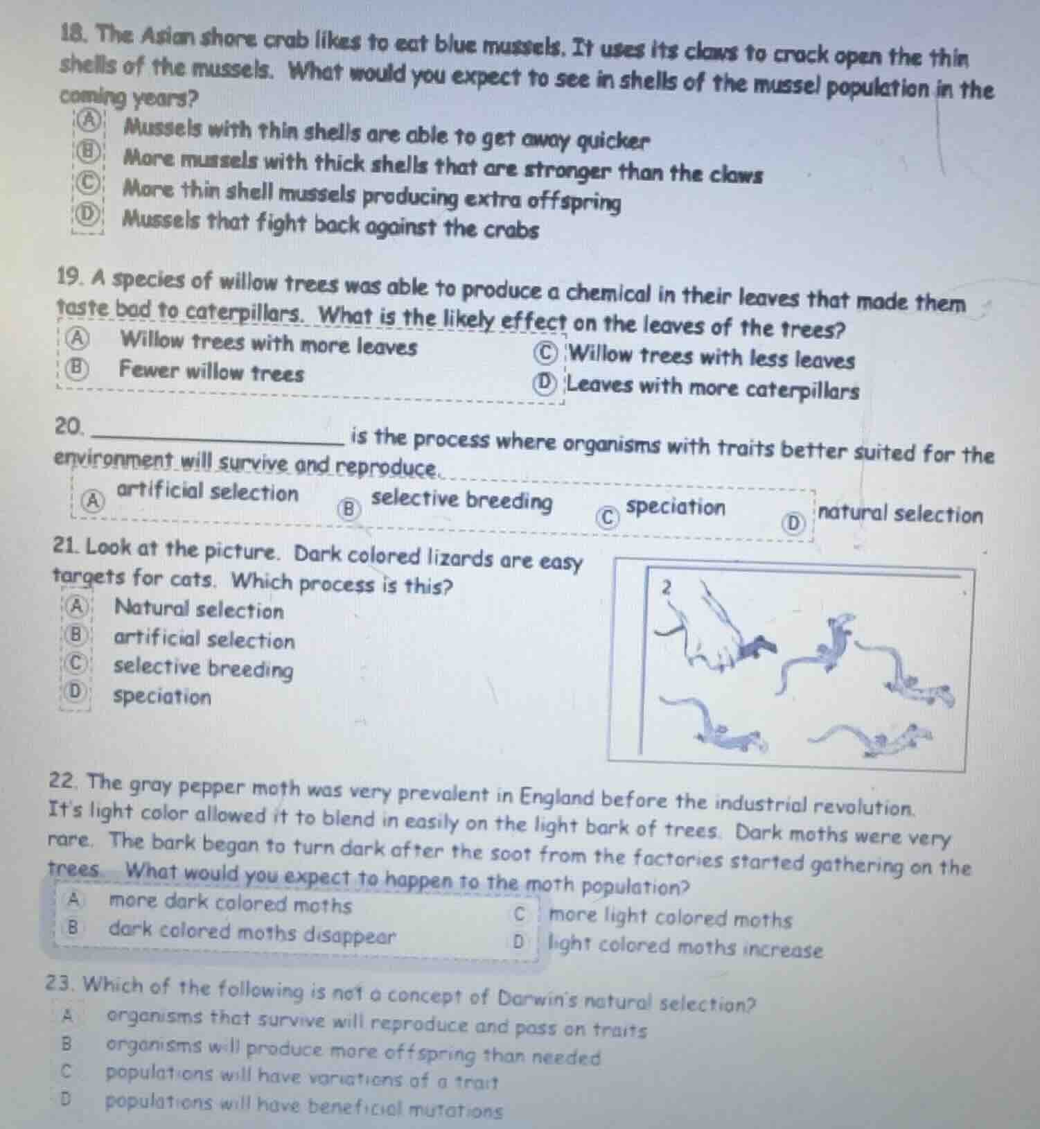 18. the asian shore crab likes to eat blue mussels. it uses its claws t…