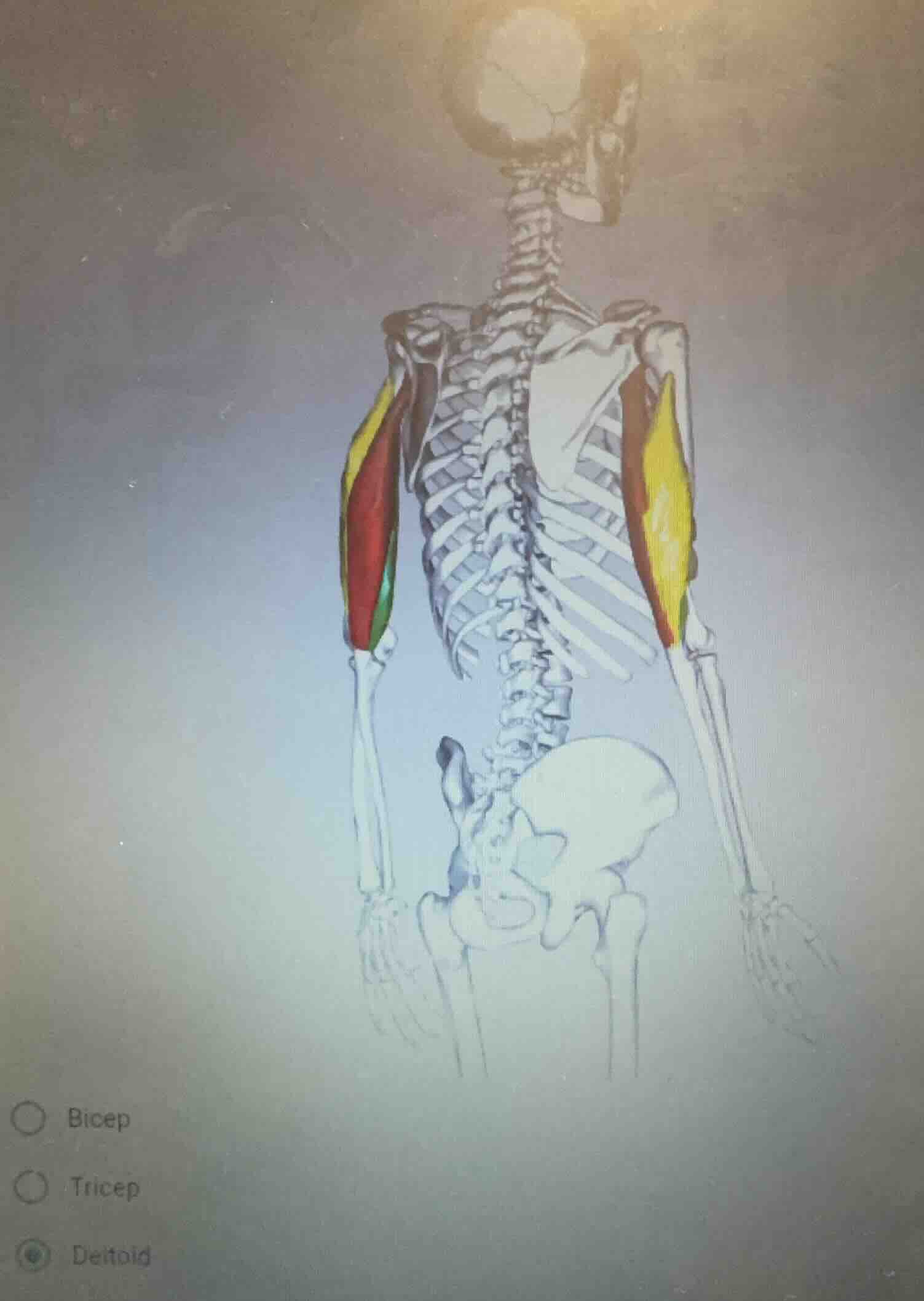 bicep tricep deltoid