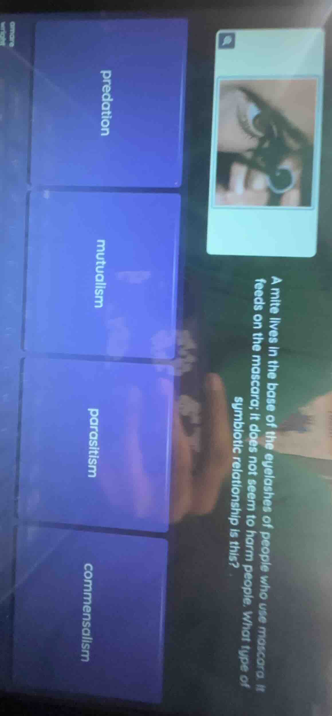 a mite lives in the base of the eyelashes of people who use mascara. it…