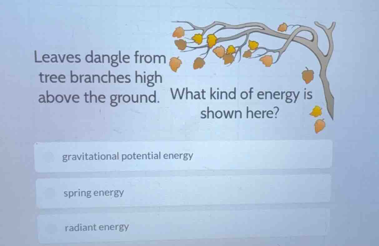 leaves dangle from tree branches high above the ground. what kind of en…