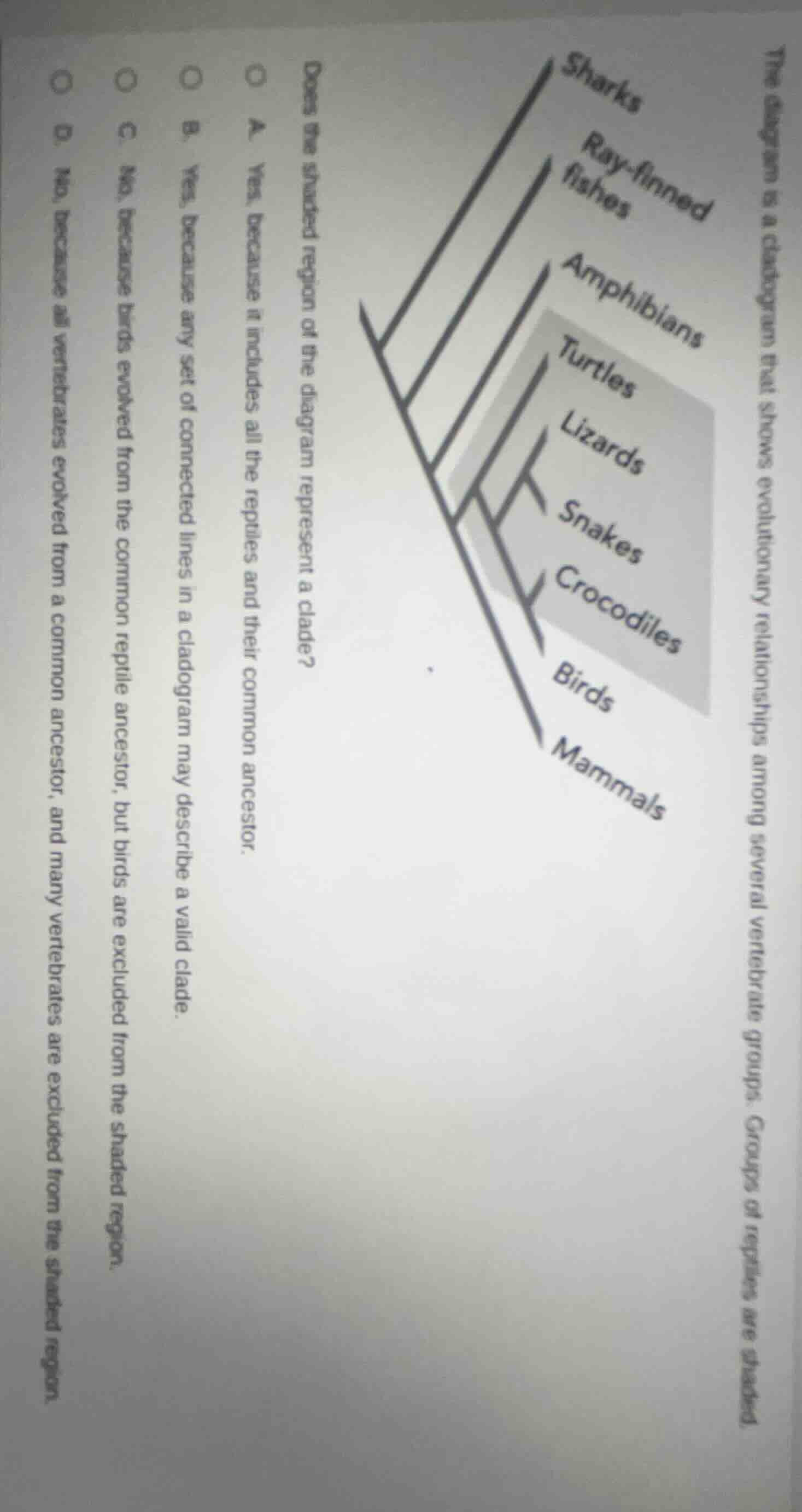 the diagram is a cladogram that shows evolutionary relationships among …