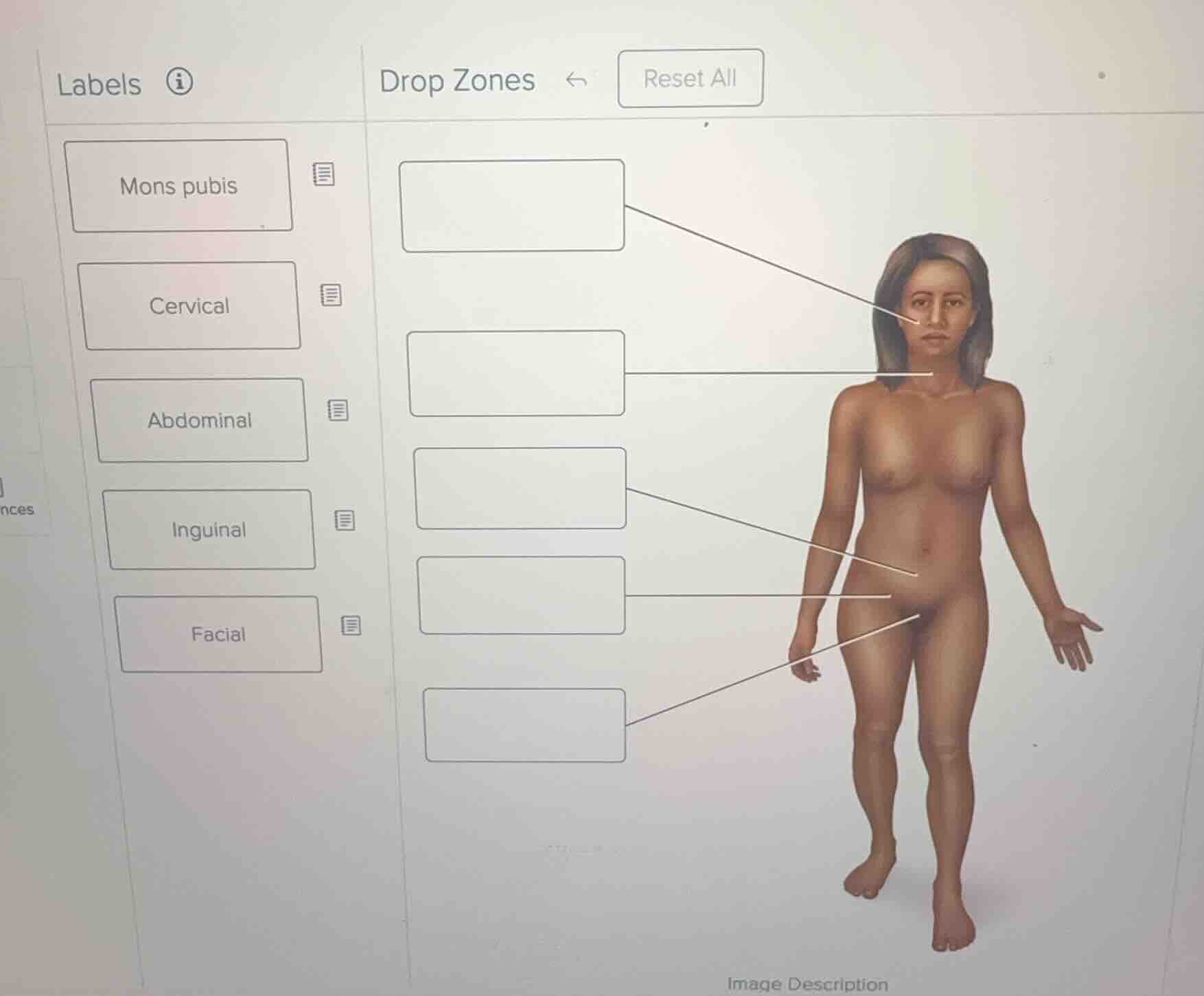 labels drop zones reset all mons pubis cervical abdominal inguinal faci…