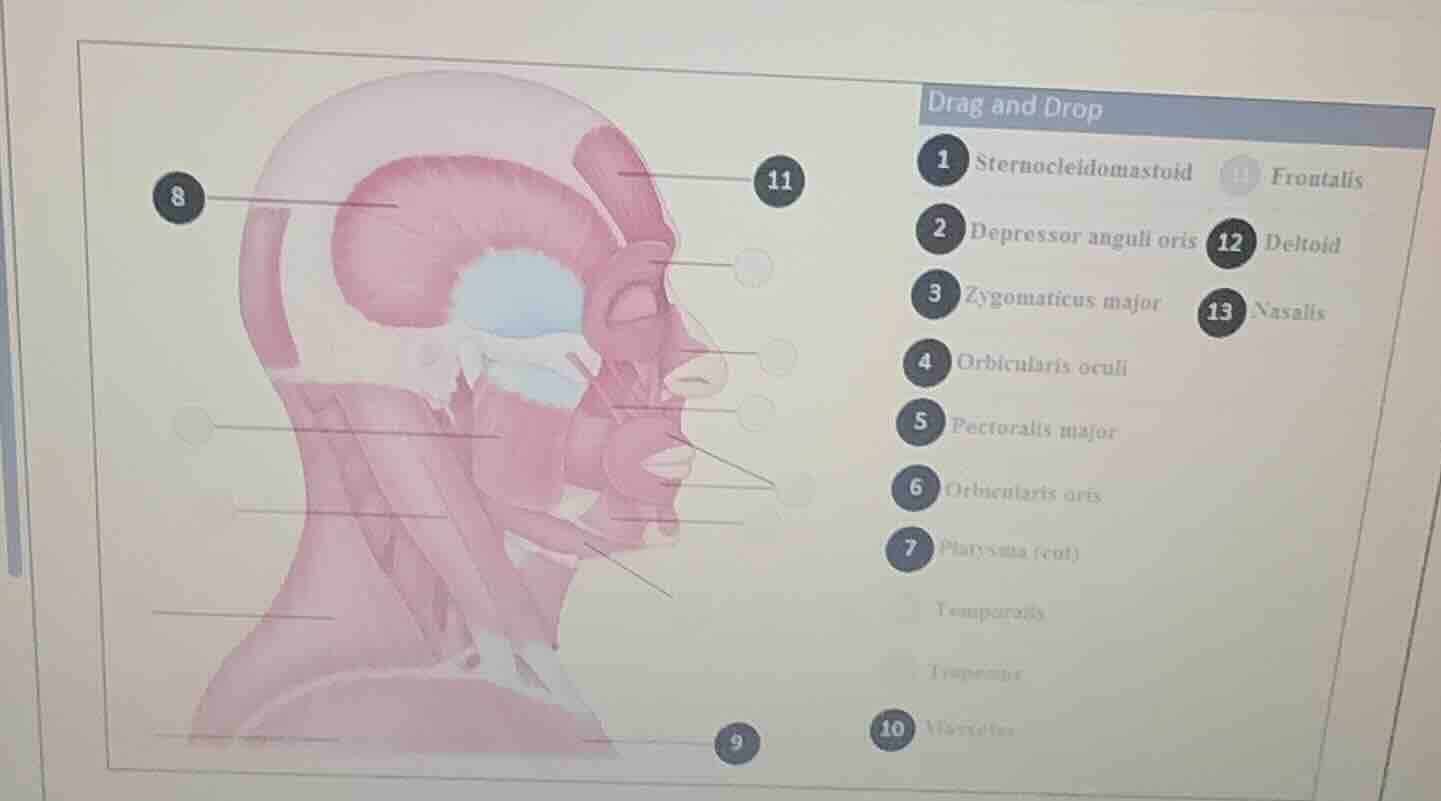 drag and drop 1 sternocleidomastoid 11 frontalis 2 depressor anguli ori…