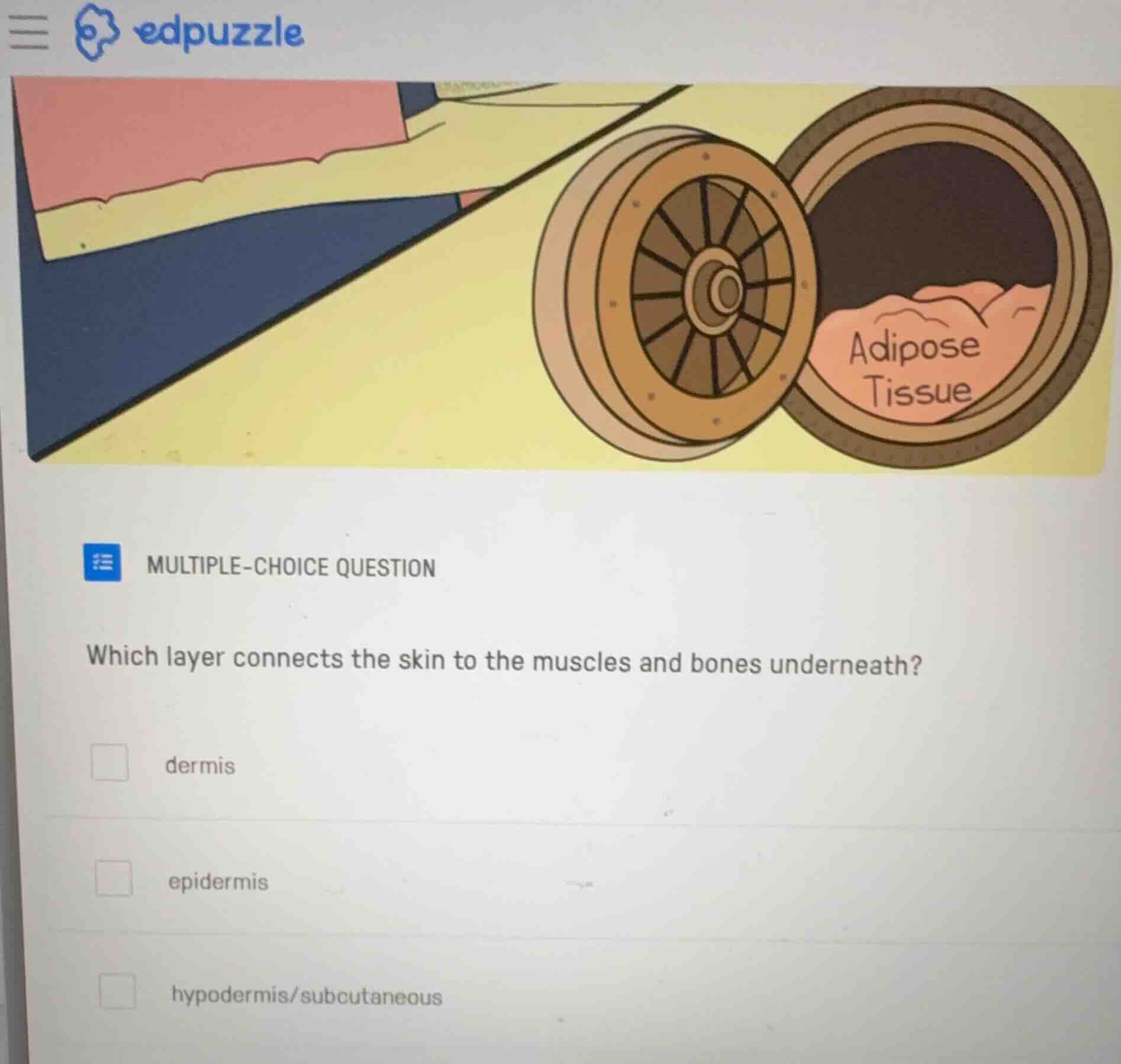 multiple-choice question which layer connects the skin to the muscles a…