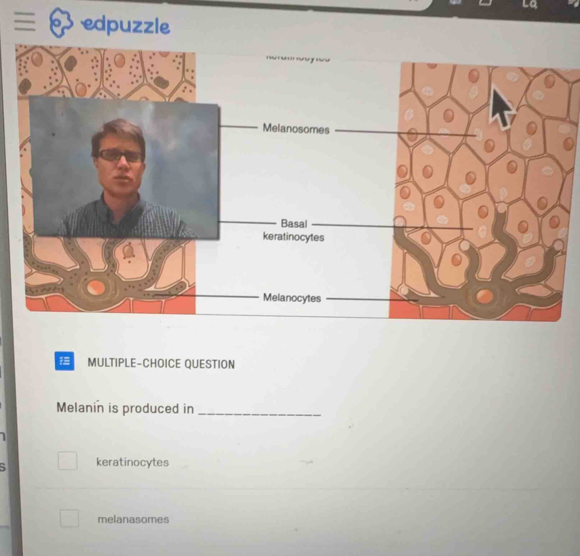 multiple-choice question melanin is produced in ______________ keratino…