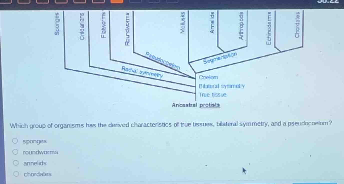 which group of organisms has the derived characteristics of true tissue…