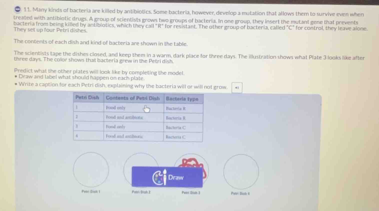 11. many kinds of bacteria are killed by antibiotics. some bacteria, ho…