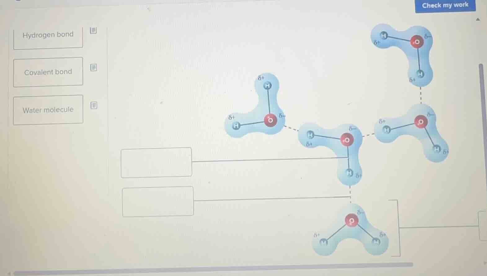 hydrogen bond covalent bond water molecule check my work