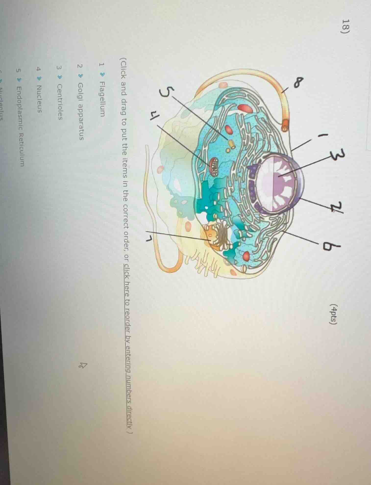 (click and drag to put the items in the correct order, or click here to…