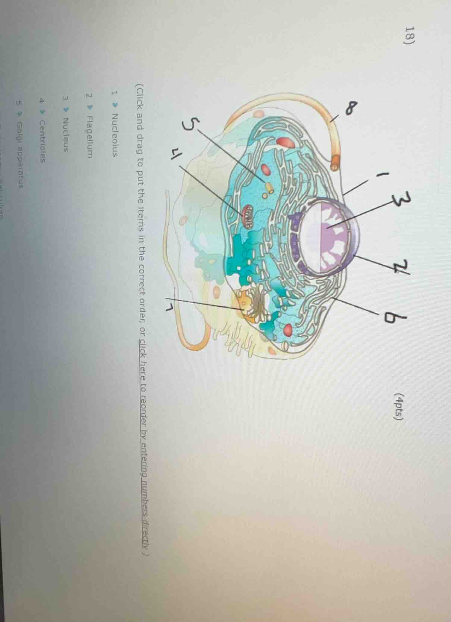 (click and drag to put the items in the correct order, or click here to…