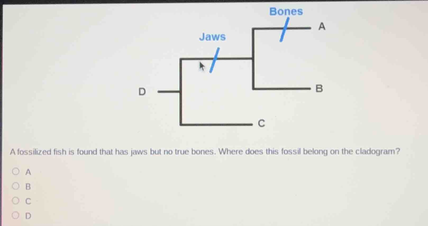 a fossilized fish is found that has jaws but no true bones. where does …