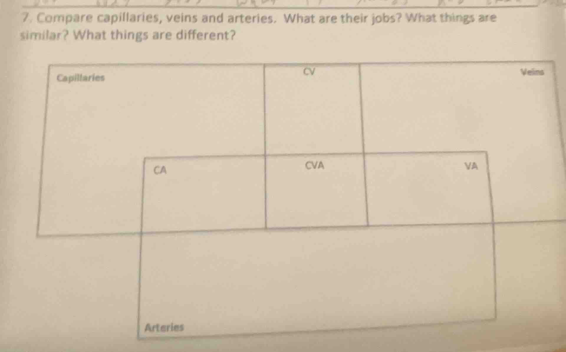 7. compare capillaries, veins and arteries. what are their jobs? what t…