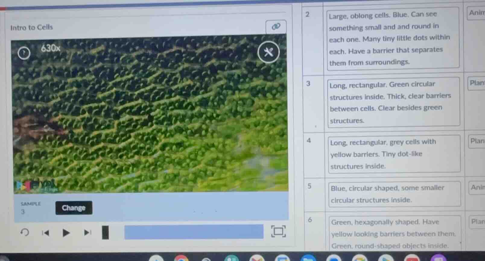 intro to cells sample 3 change 2 large, oblong cells. blue. can see som…