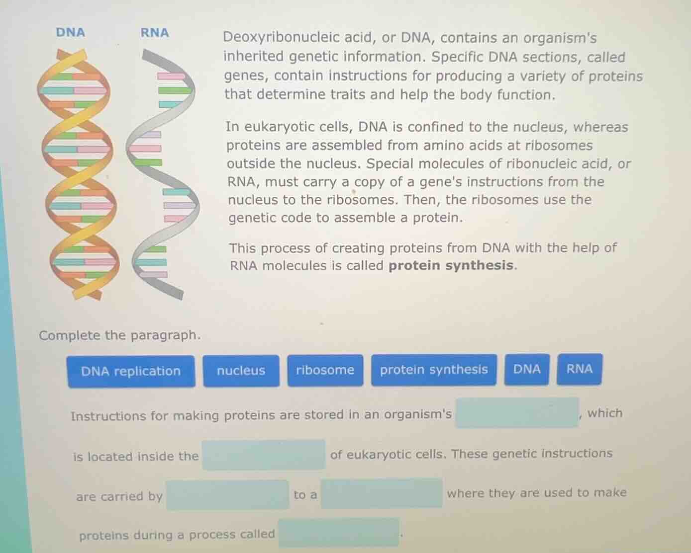 deoxyribonucleic acid, or dna, contains an organisms inherited genetic …