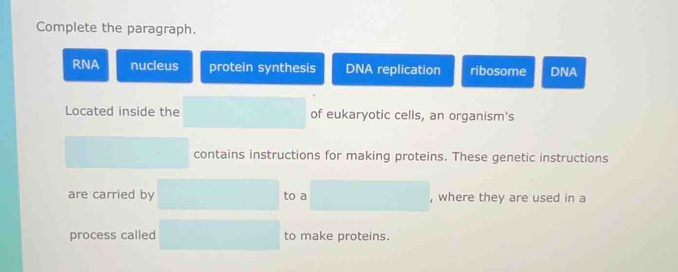 complete the paragraph. rna nucleus protein synthesis dna replication r…