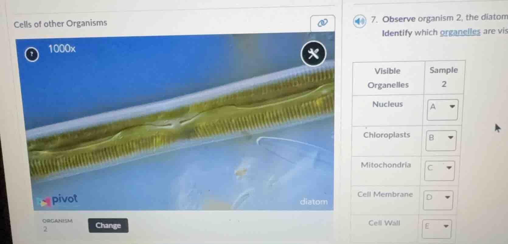 cells of other organisms 7. observe organism 2, the diatom identify whi…