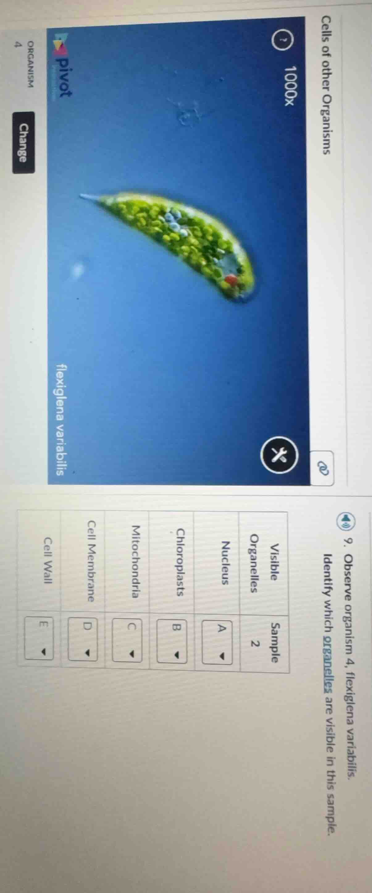 cells of other organisms 9. observe organism 4, flexiglena variabilis. …