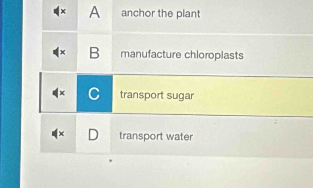 a anchor the plant b manufacture chloroplasts c transport sugar d trans…