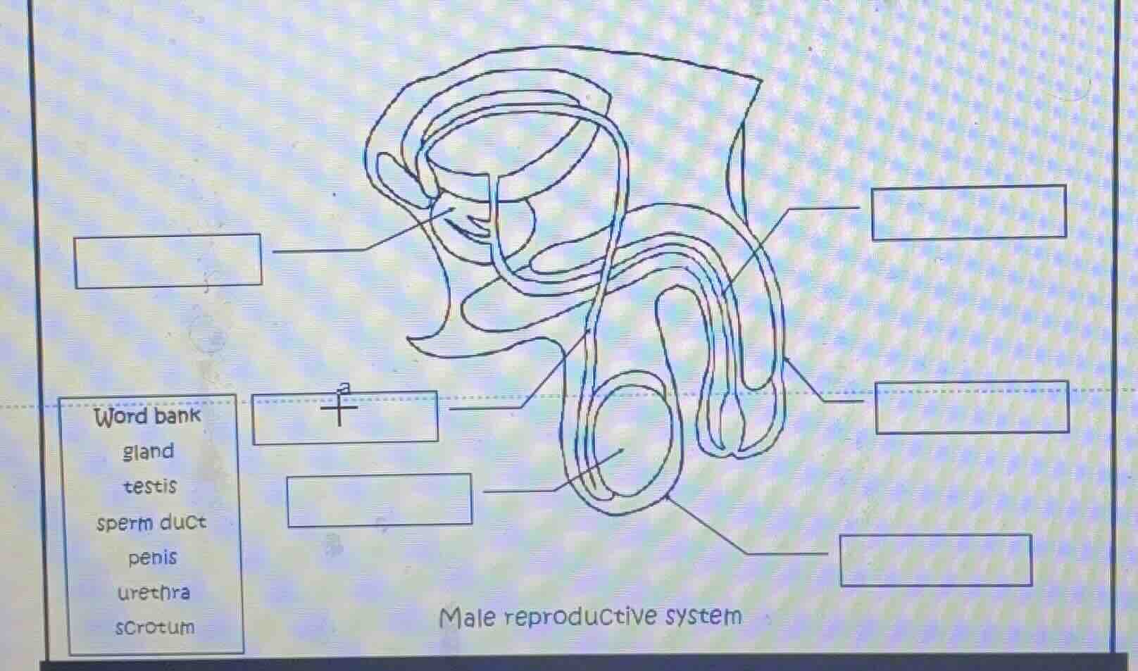 word bank gland testis sperm duct penis urethra scrotum male reproducti…