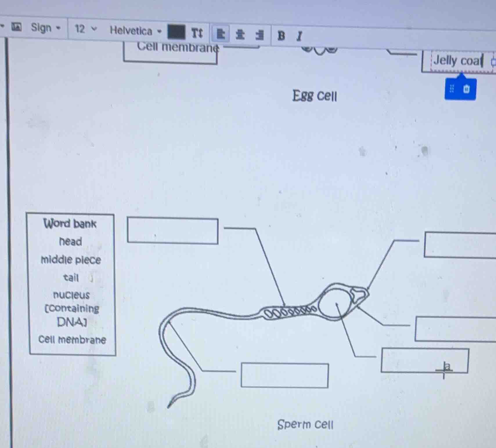 word bank head middle piece tail nucleus containing dna cell membrane e…