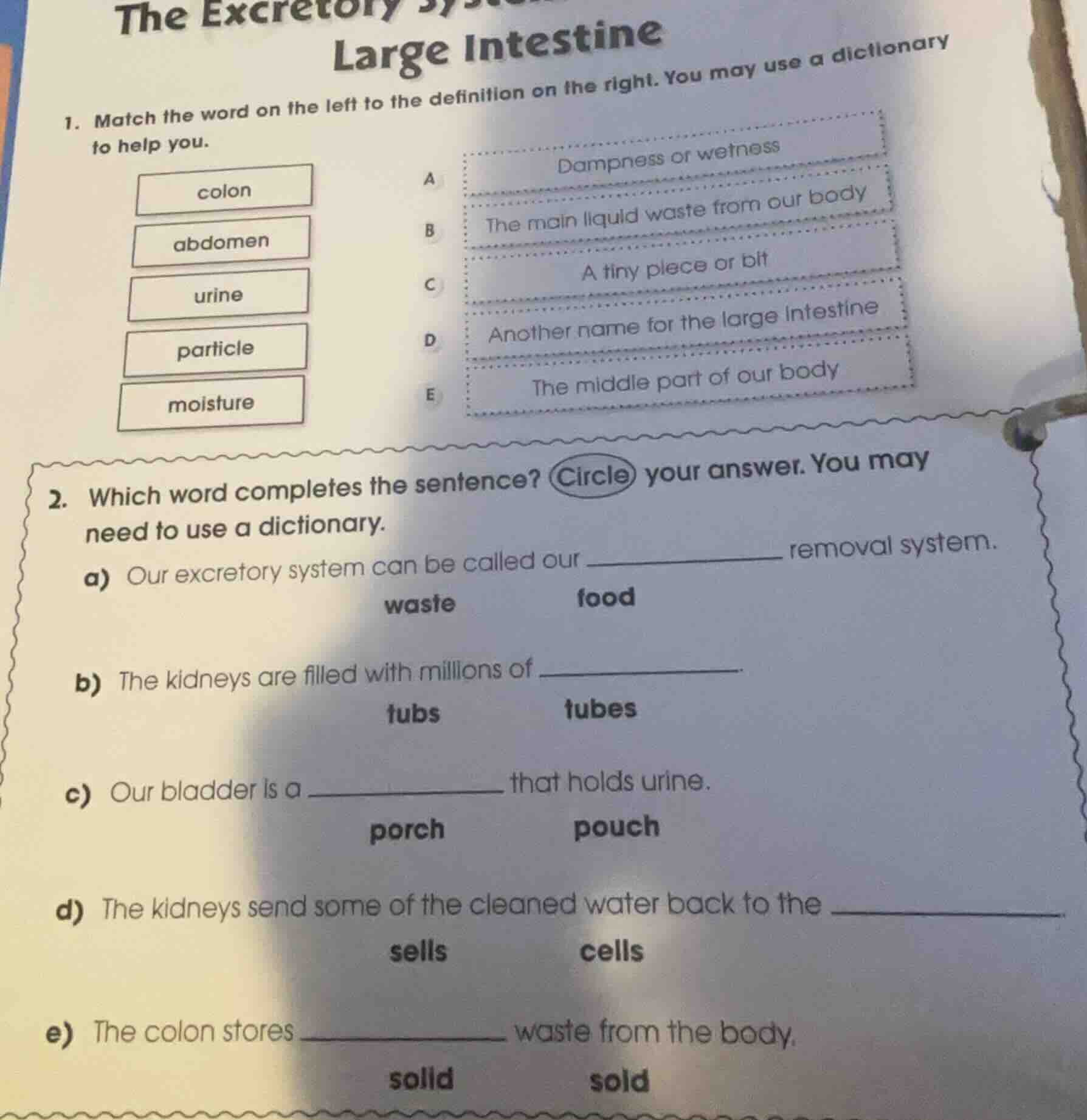 the excretory large intestine 1. match the word on the left to the defi…