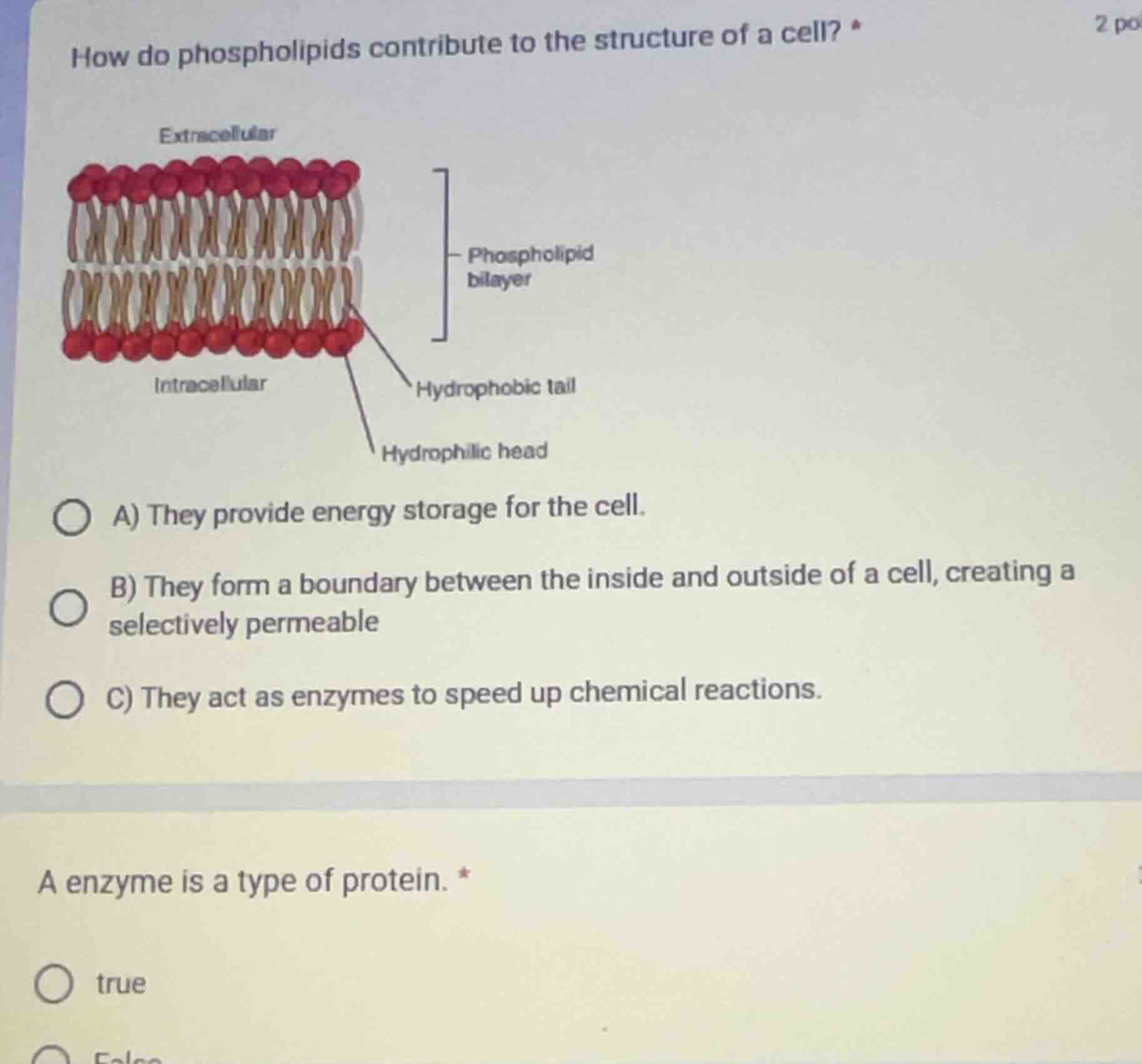 how do phospholipids contribute to the structure of a cell? extracellul…
