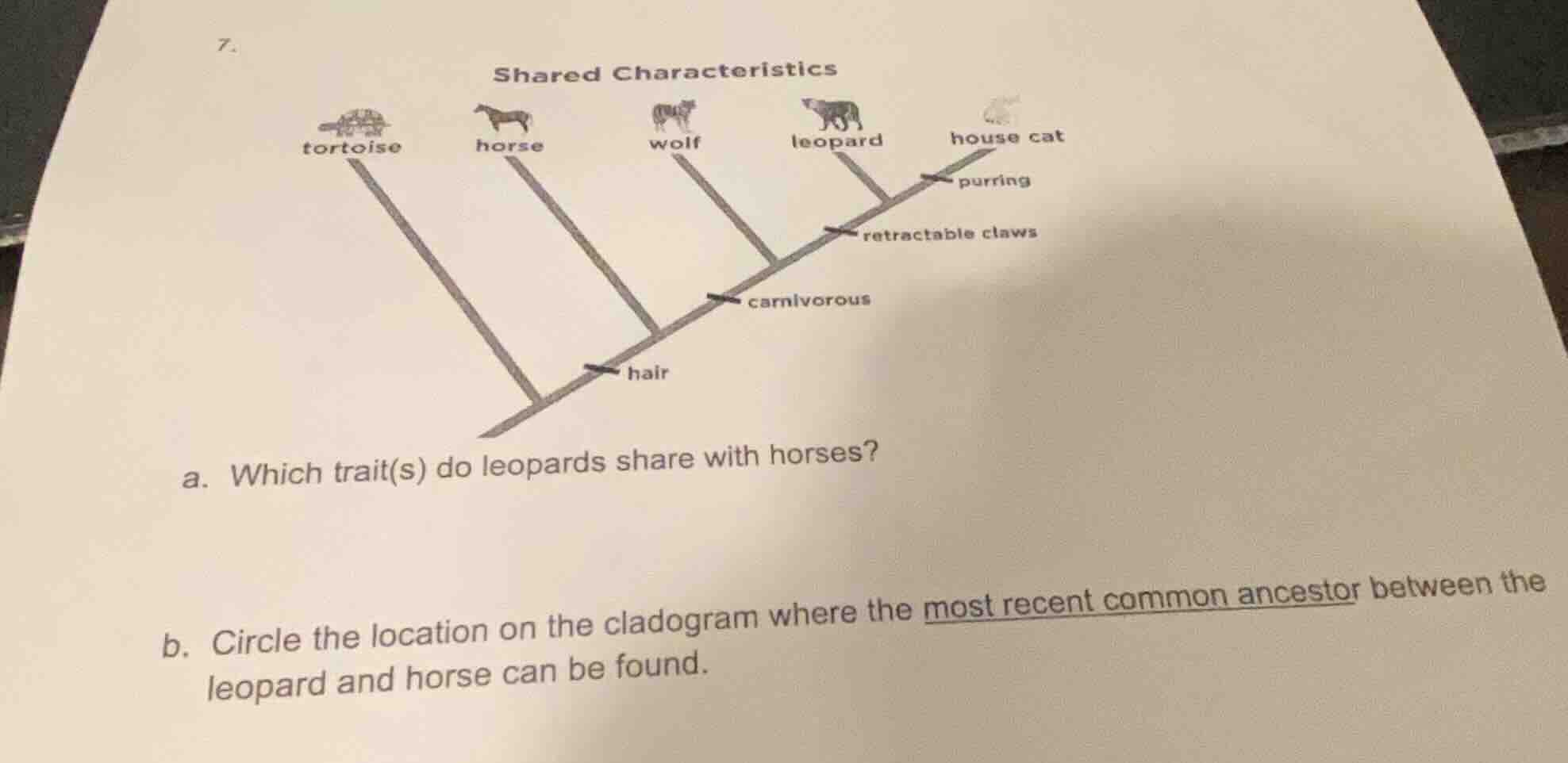 7. shared characteristics tortoise horse wolf leopard house cat purring…