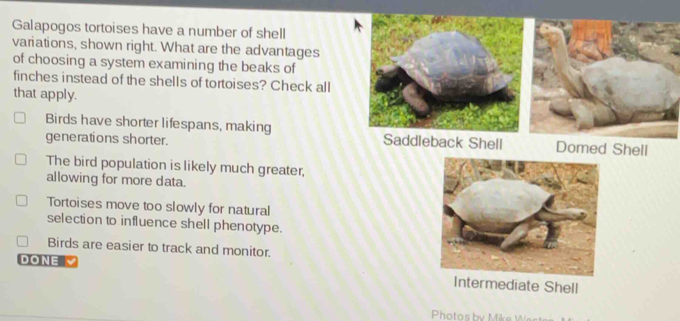 galapogos tortoises have a number of shell variations, shown right. wha…