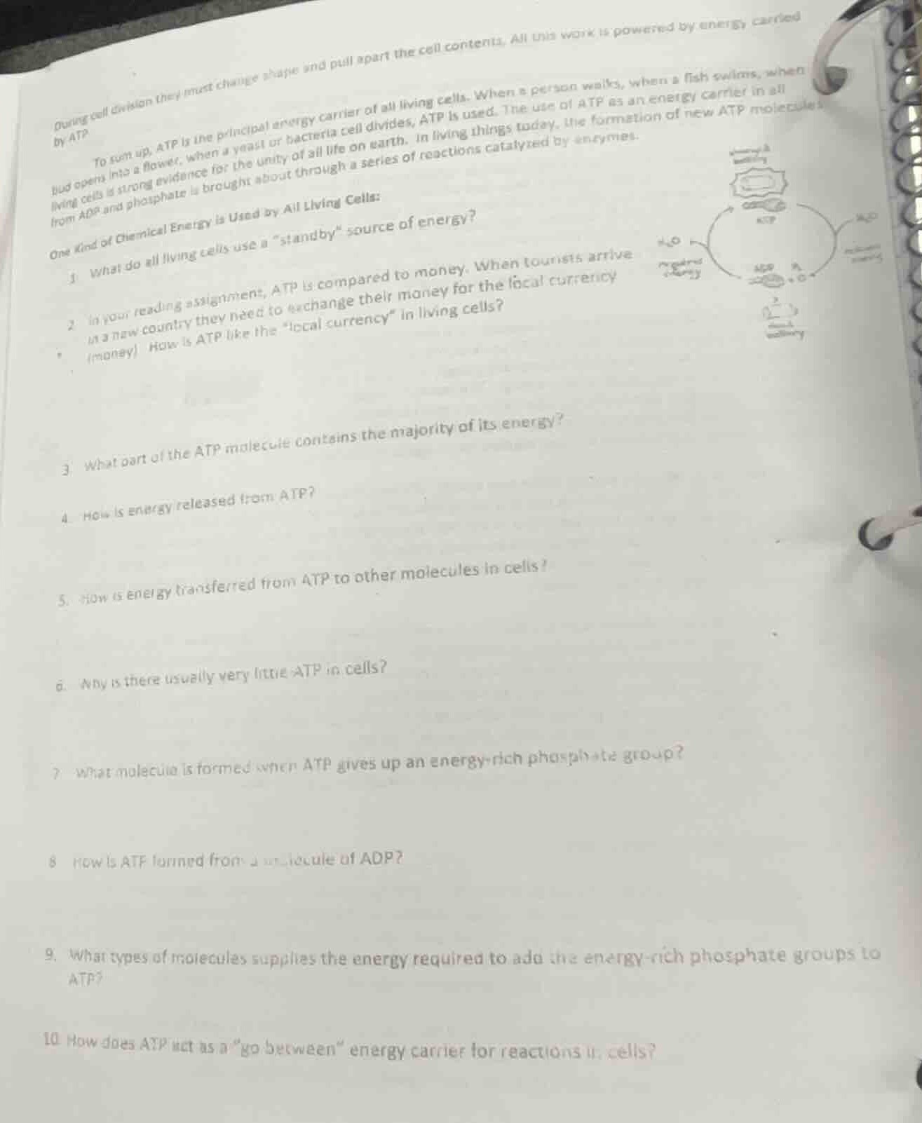 during cell division they must change shape and pull apart the cell con…