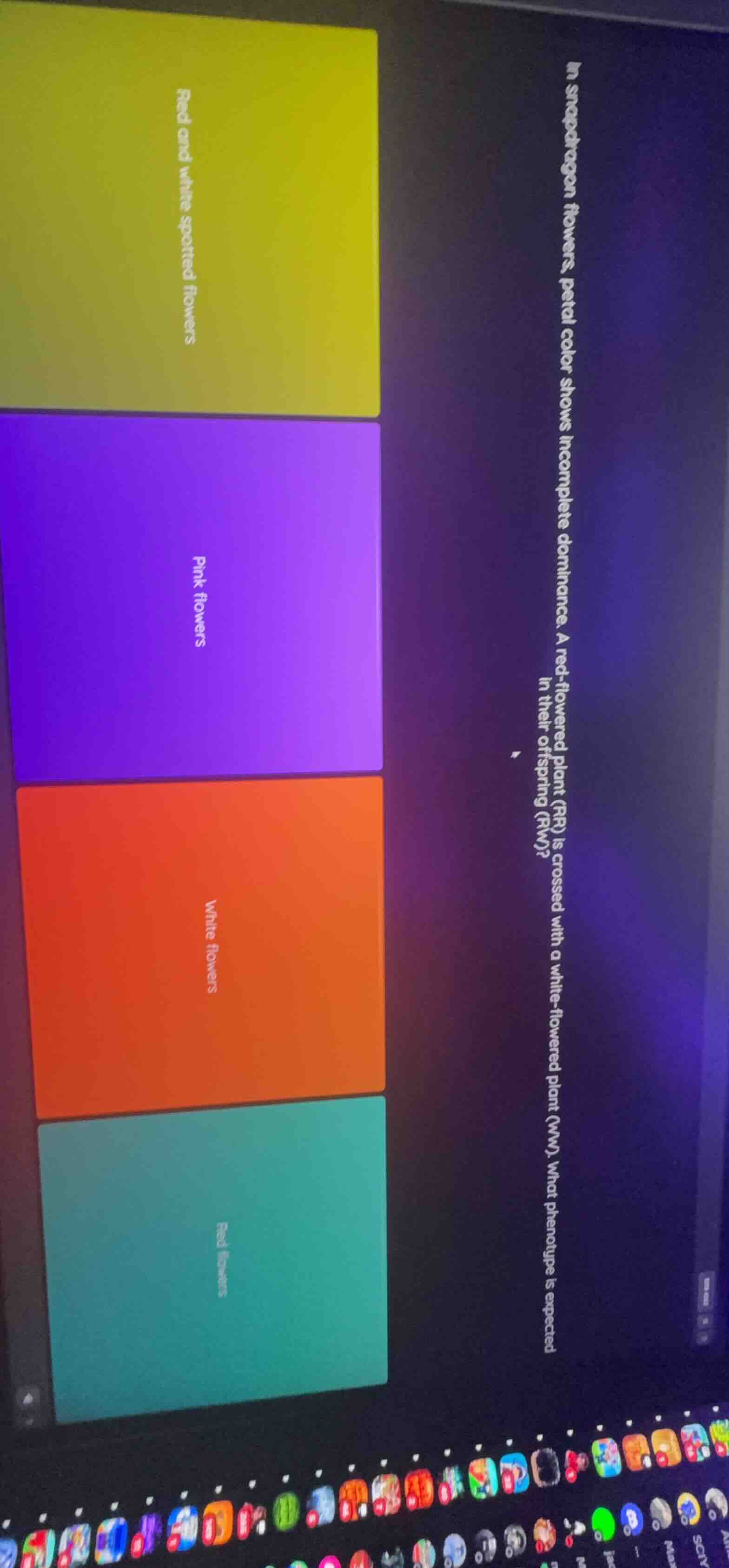 in snapdragon flowers, petal color shows incomplete dominance. a red - …