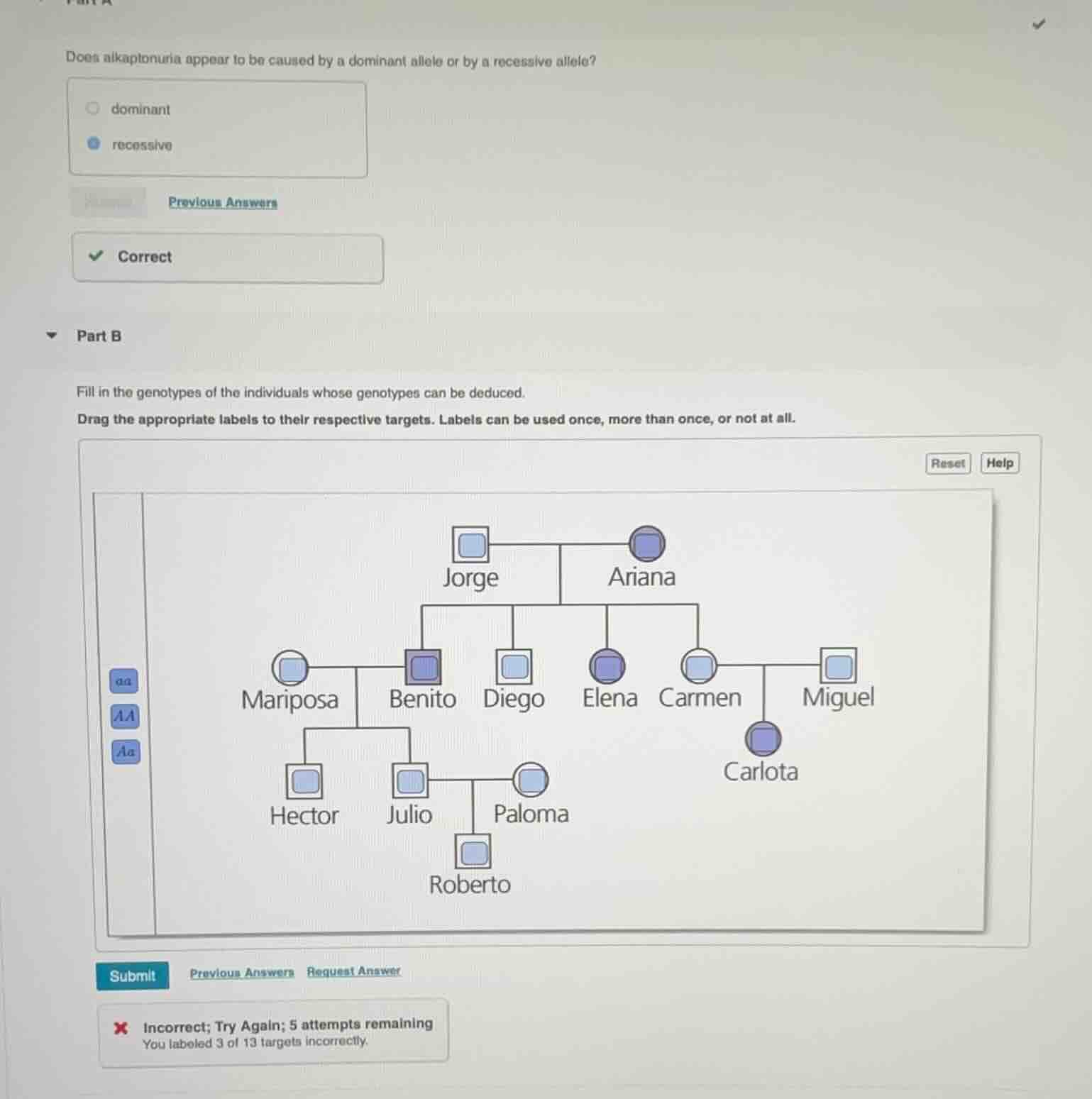 does alkaptonuria appear to be caused by a dominant allele or by a rece…