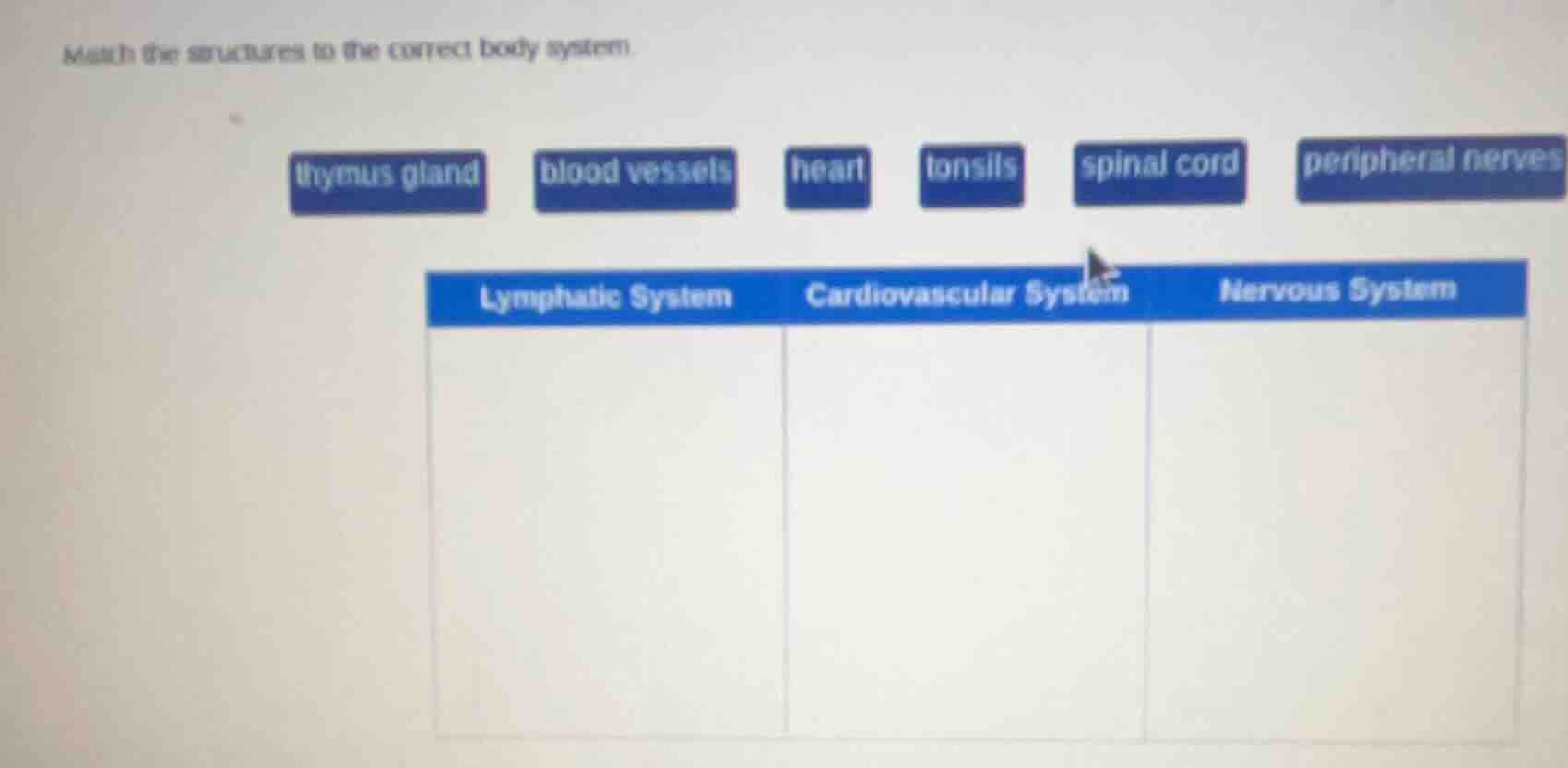 match the structures to the correct body system. thymus gland blood ves…