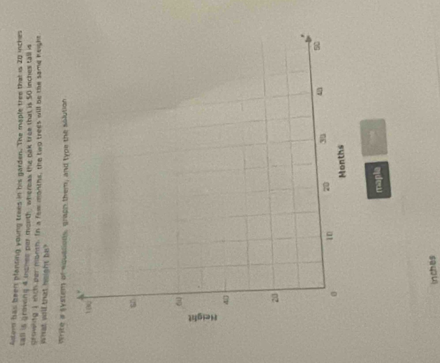 adrian has been planting young trees in his garden. the maple tree that…