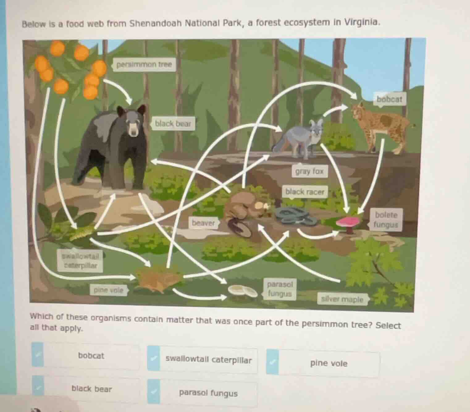 below is a food web from shenandoah national park, a forest ecosystem i…
