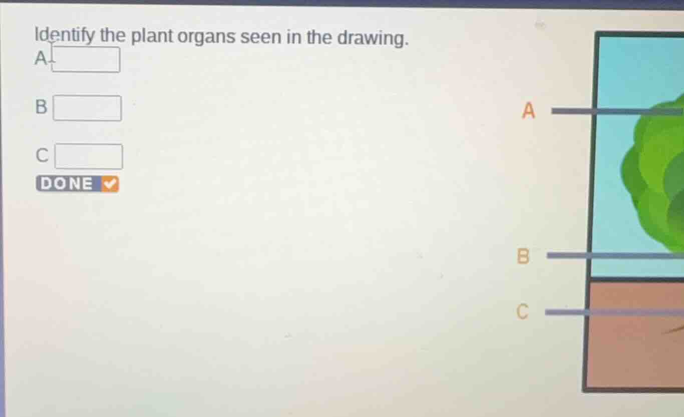 identify the plant organs seen in the drawing. a b c done