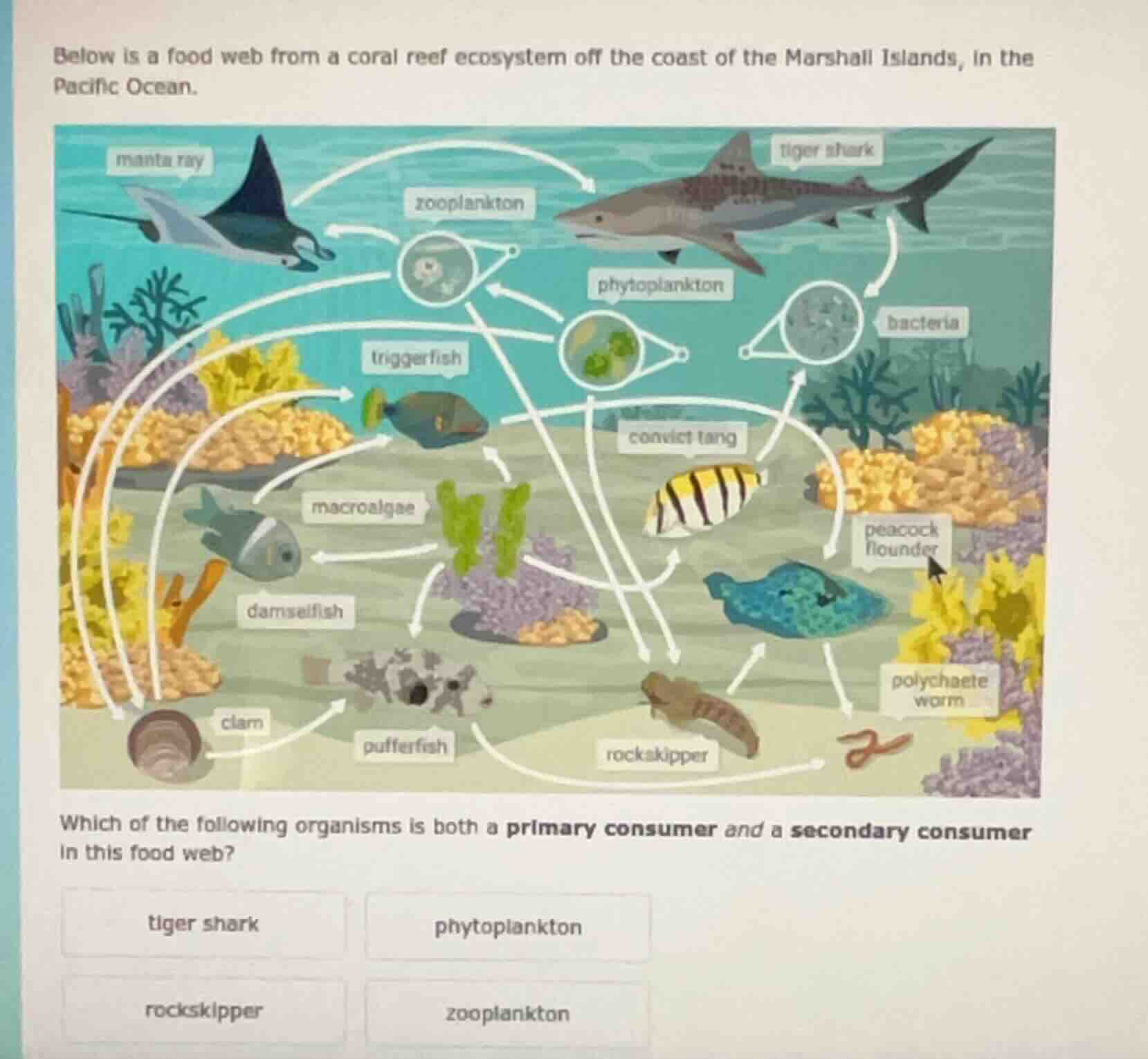 below is a food web from a coral reef ecosystem off the coast of the ma…