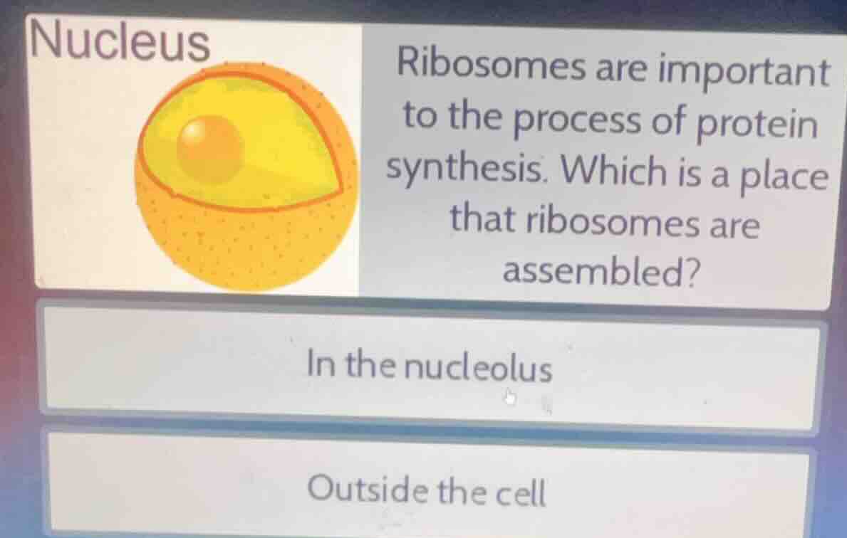 nucleus ribosomes are important to the process of protein synthesis. wh…