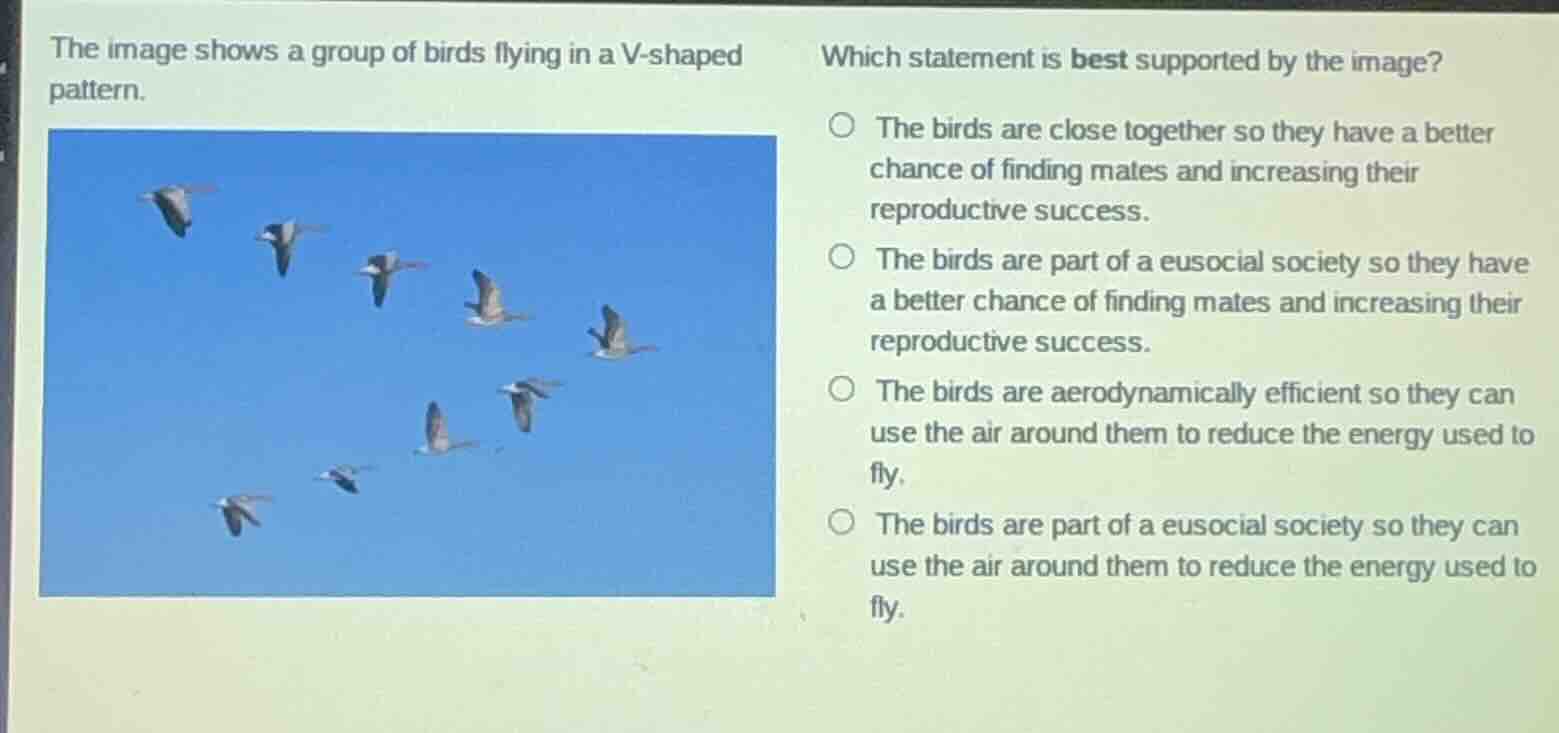 the image shows a group of birds flying in a v - shaped pattern. which …