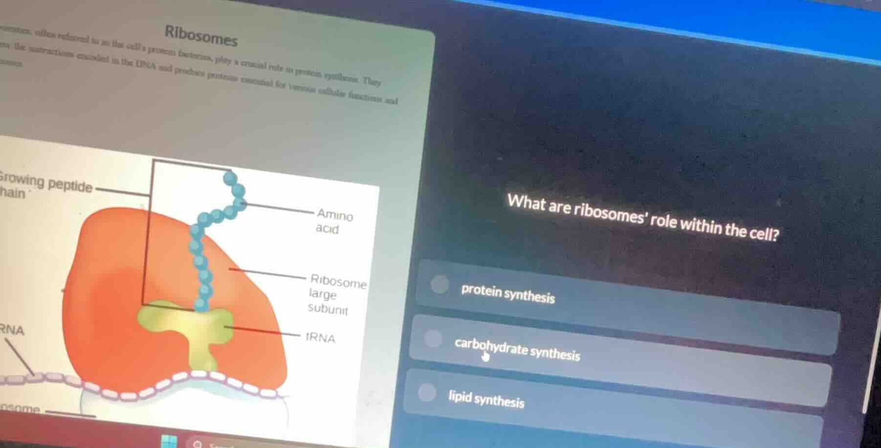 ribosomes ... what are ribosomes role within the cell? - protein synthe…