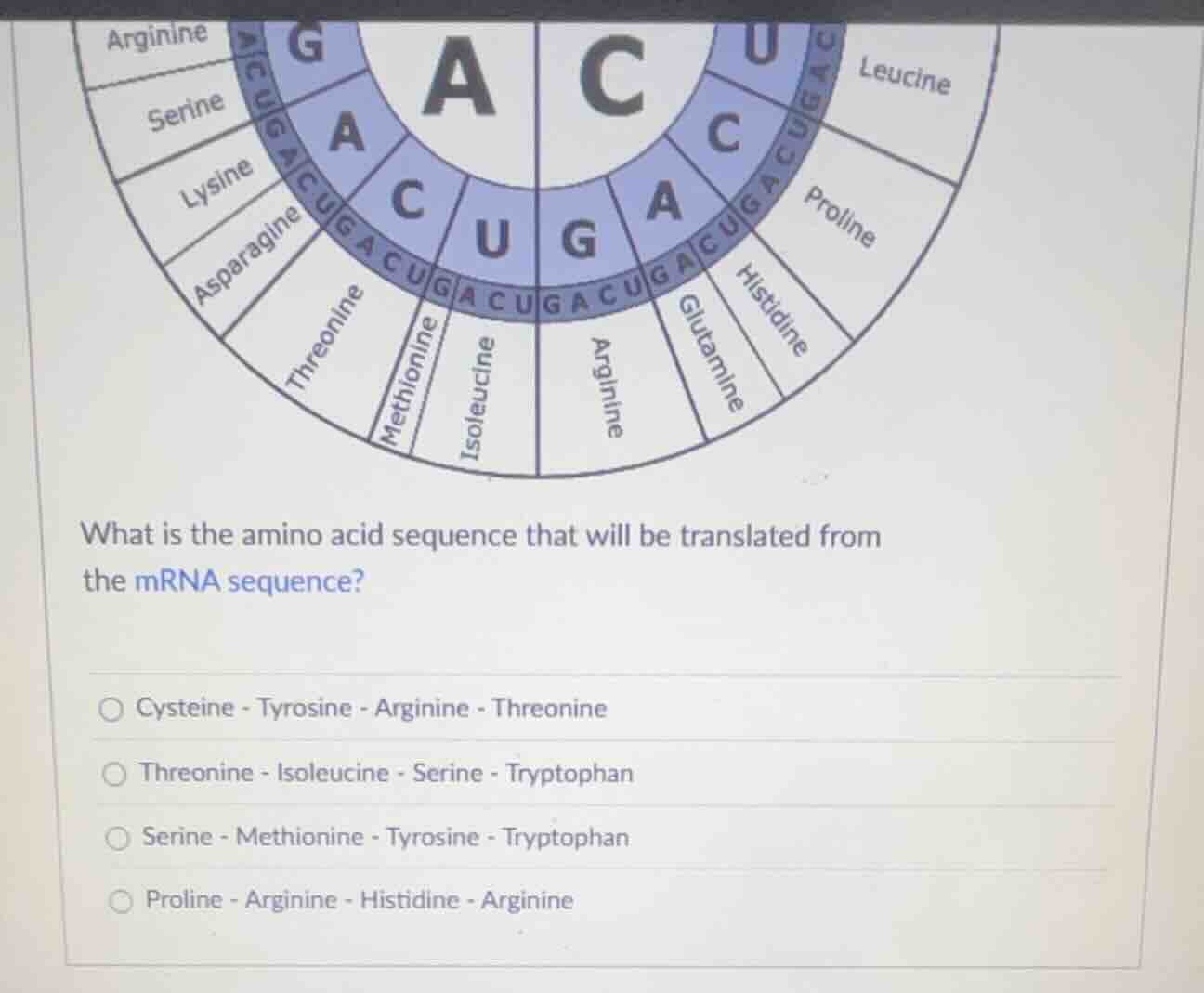 what is the amino acid sequence that will be translated from the mrna s…