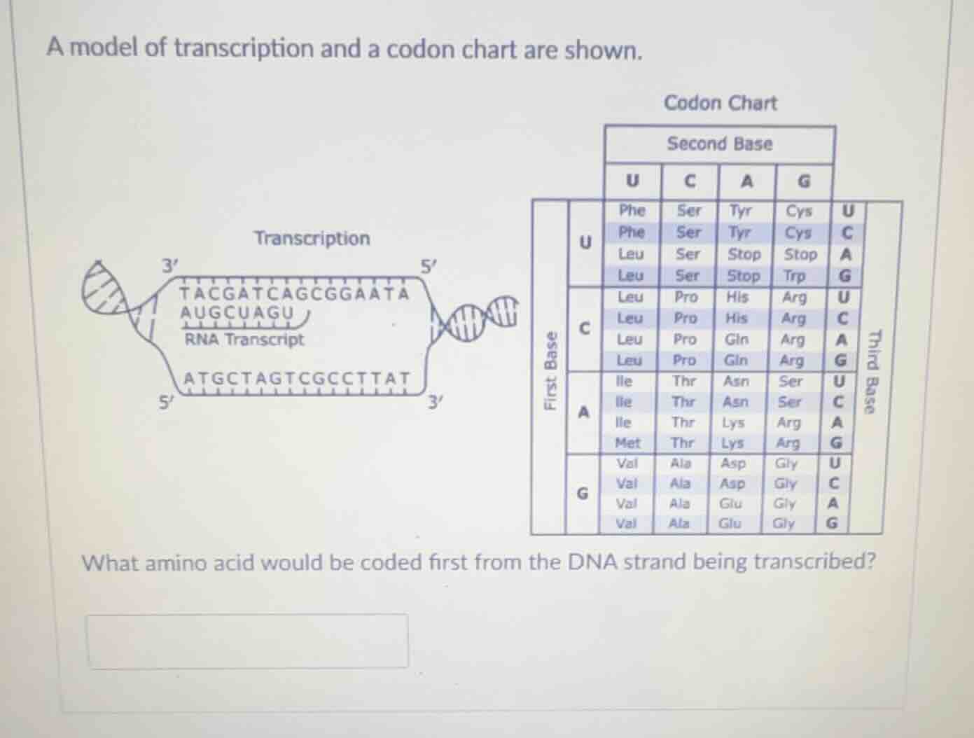 a model of transcription and a codon chart are shown. transcription wha…