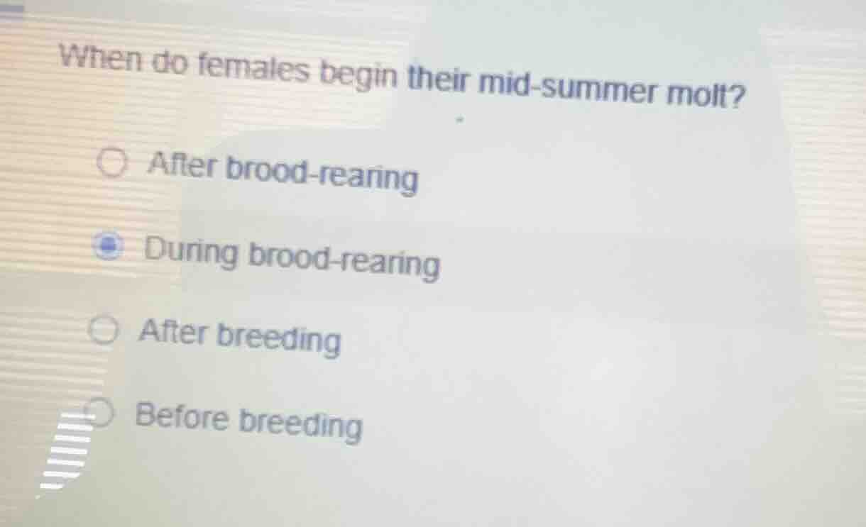 when do females begin their mid - summer molt? after brood - rearing du…