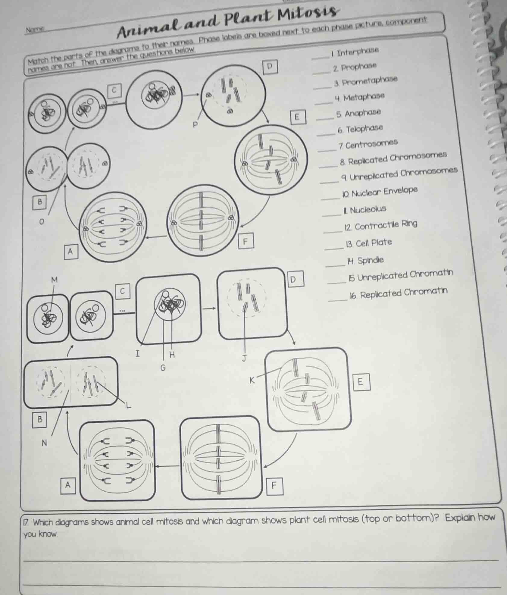 name animal and plant mitosis match the parts of the diagrams to their …