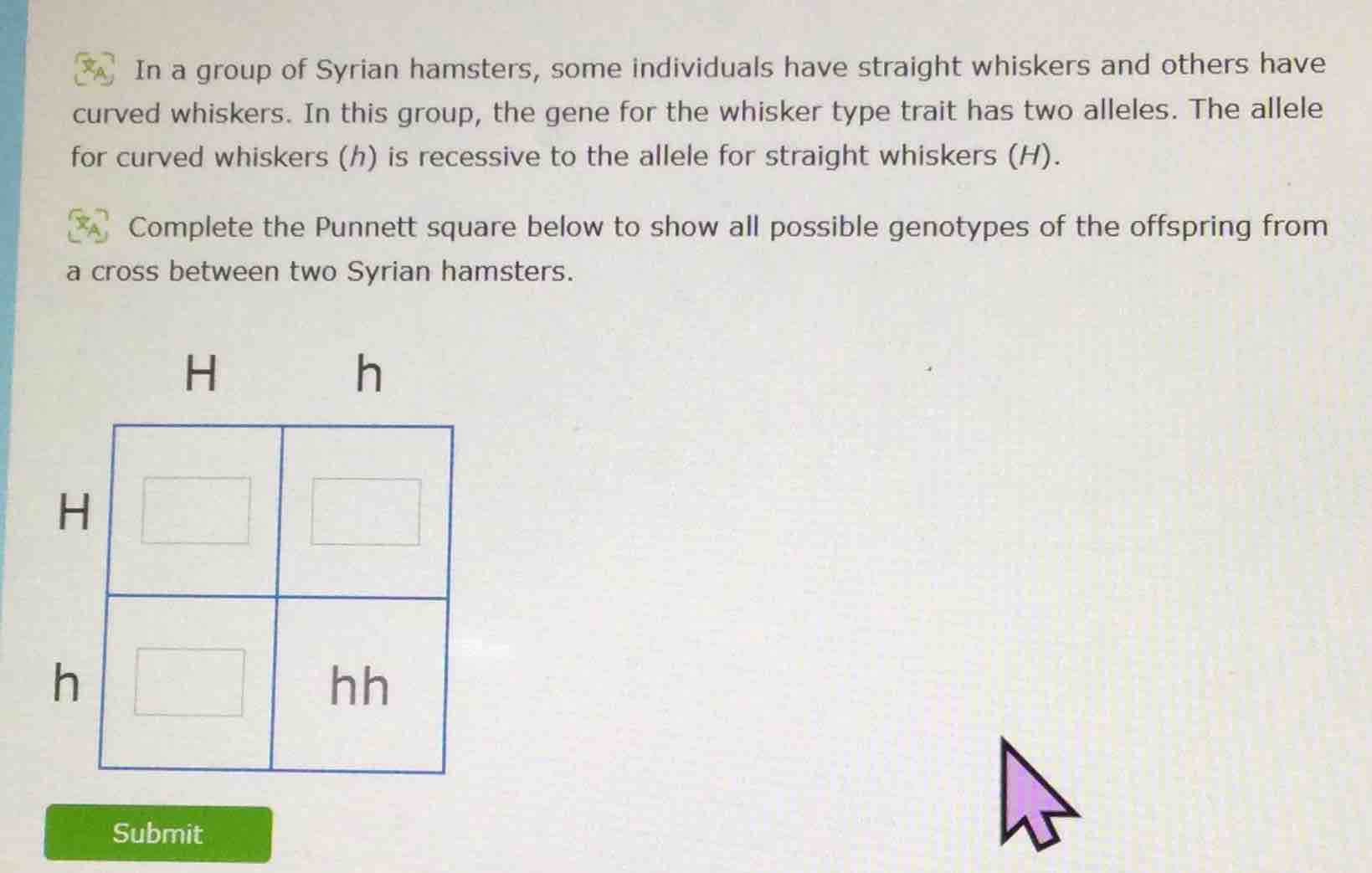 in a group of syrian hamsters, some individuals have straight whiskers …