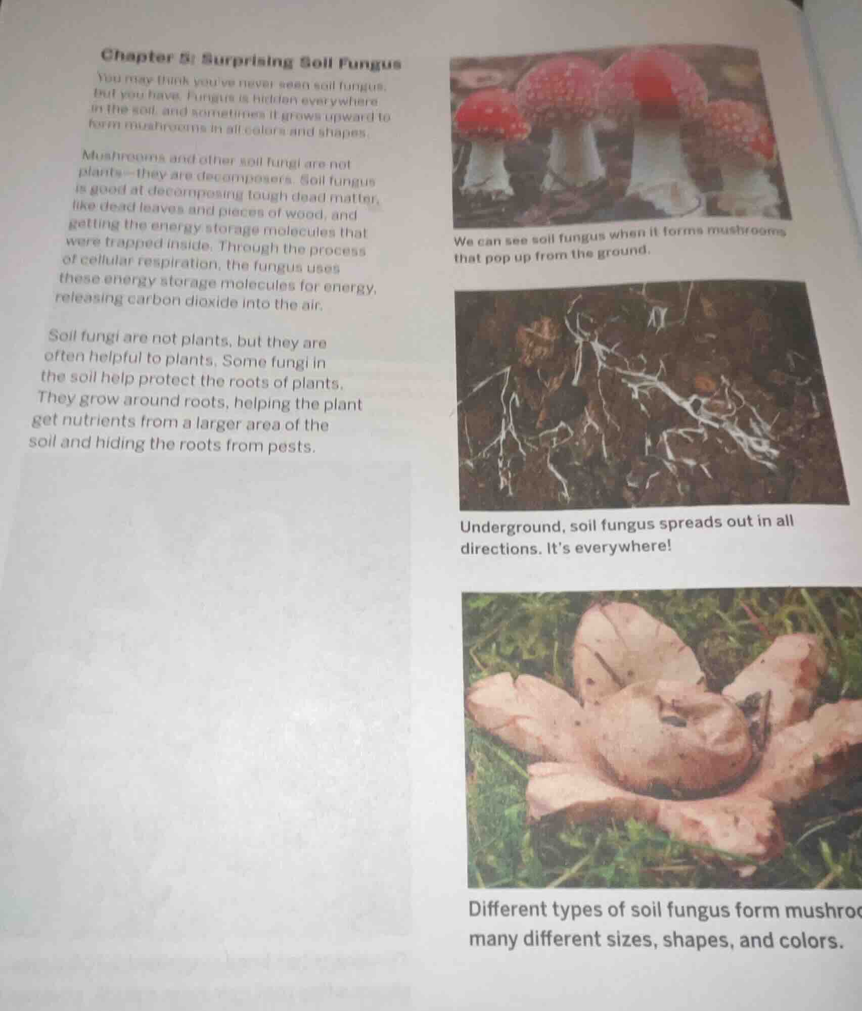 chapter 5: surprising soil fungus you may think youve never seen soil f…