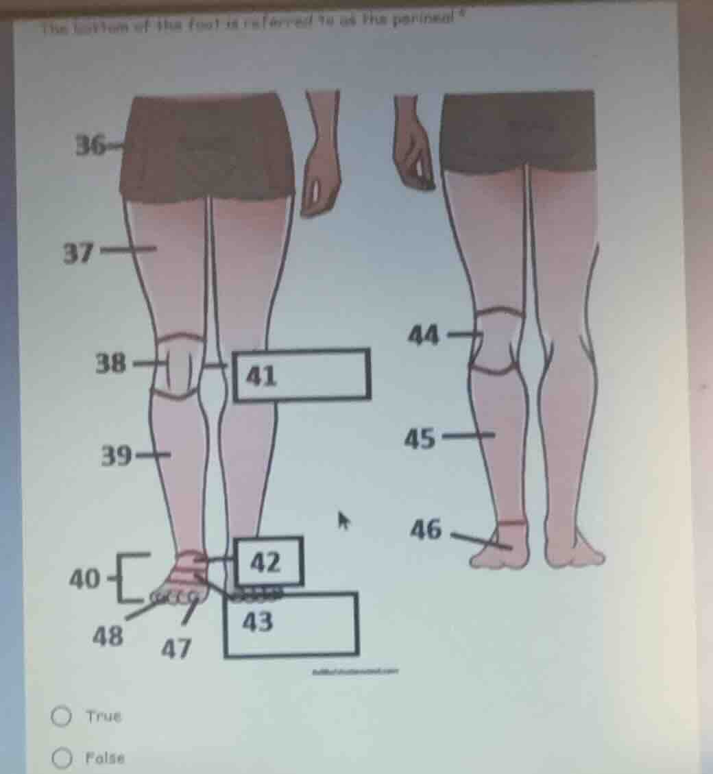 the bottom of the foot is referred to as the plantar? true false