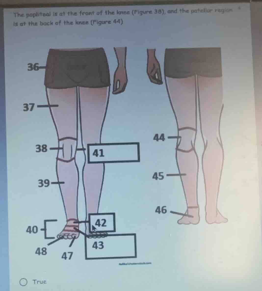 the popliteal is at the front of the knee (figure 38), and the patellar…
