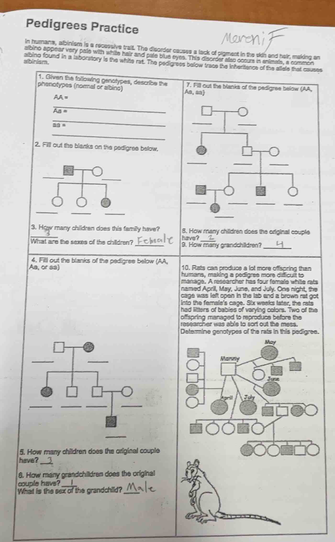 pedigrees practice in humans, albinism is a recessive trait. the disord…