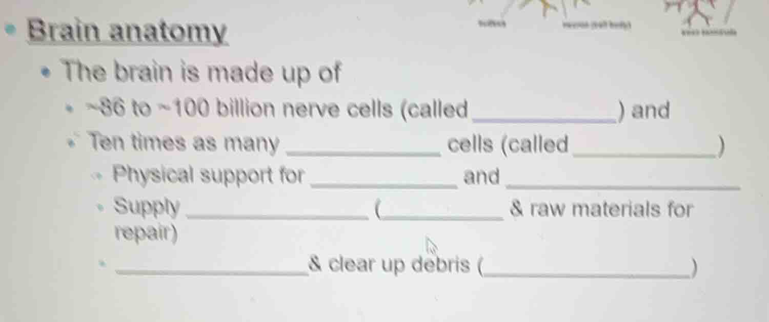 brain anatomy - the brain is made up of - ~86 to ~100 billion nerve cel…